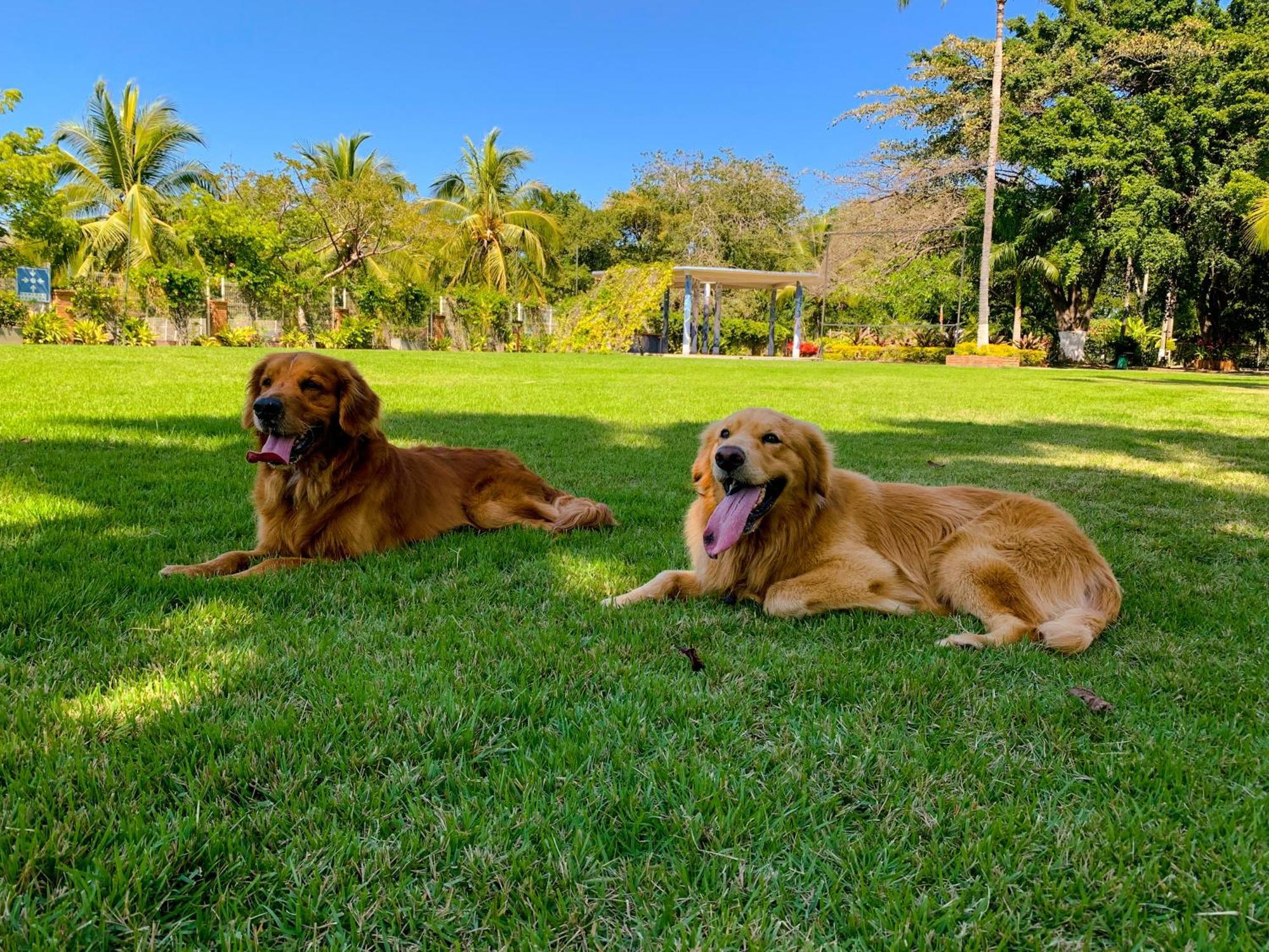 Puerto De Luna Pet Friendly And Family Suites Puerto Vallarta Exterior photo